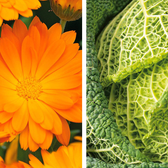 Partnerplantor - Kålväxt och ringblomma