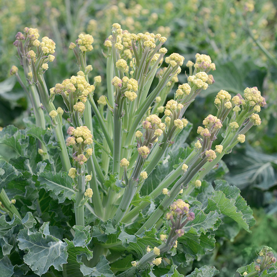 Broccoli 'Burbank' F1