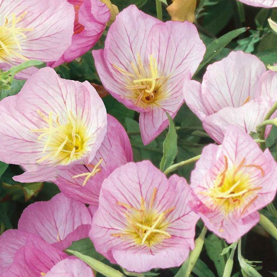 Silvernattljus, Pink
