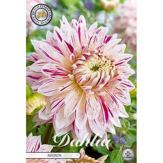 Kaktusdahlia 'Avignon'