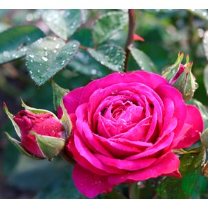Flerblommig buskros 'Heidi Klum' 10-pack