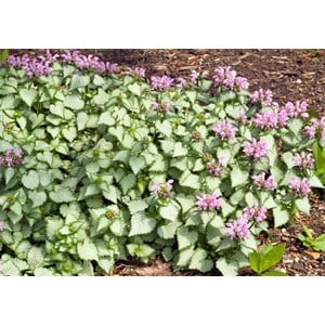 Rosenplister 'Beacon Silver', 15-pack