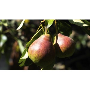 Päron 'Vasarina'