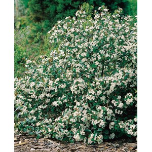 Svart aronia 'Hugin' CO 1-pack