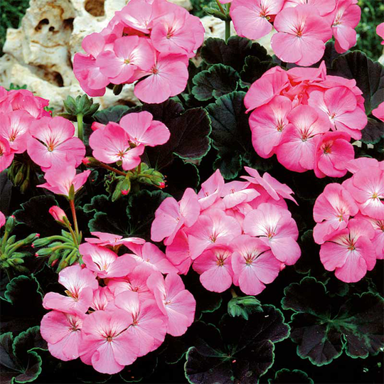 Zonalpelargon 'Nekita Deep Rose' F1