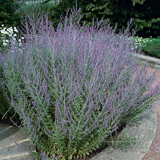 Perovskia 'Blue Spire'