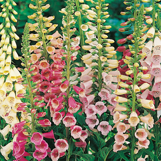 Fingerborgsblomma 'Excelsior', mix