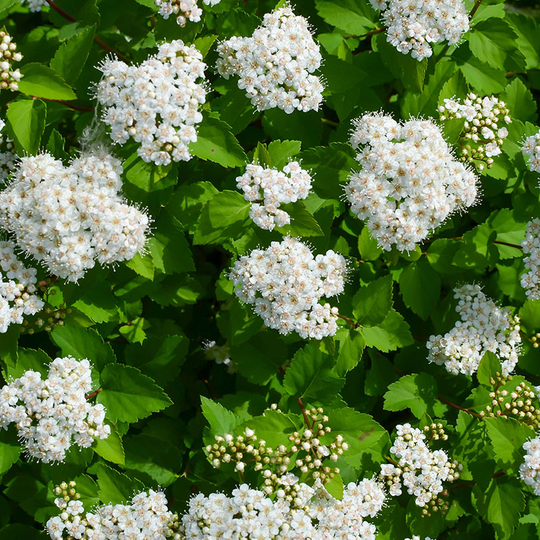 Björkspirea 'Tor' E-planta, 10-pack