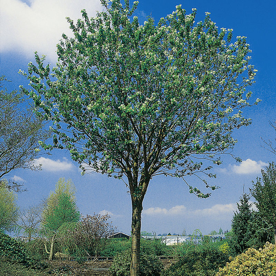 Näverhägg, Prunus maackii