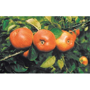 Äpple 'Cox Pomona' CO