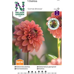 Vårlök Nelson Garden Hög Dekorativdahlia Cornel Bronze Apricot