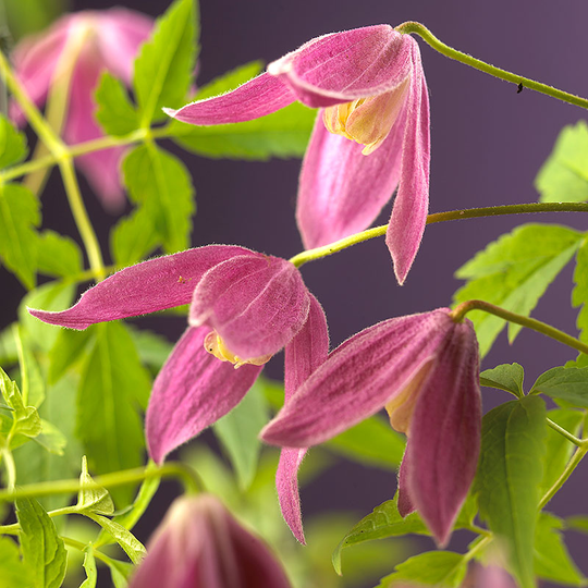 Klematis 'Ruby'