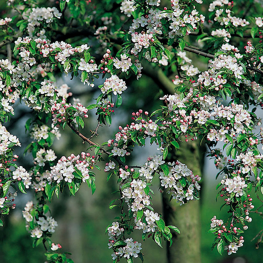 Korallapel, Malus zumi 'Professor Sprenger'