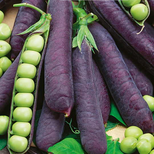 Spritärt 'Ezetha's Krombek Blauwschok'