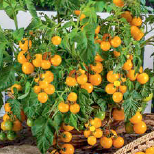 Körsbärstomat 'Balconi Yellow'