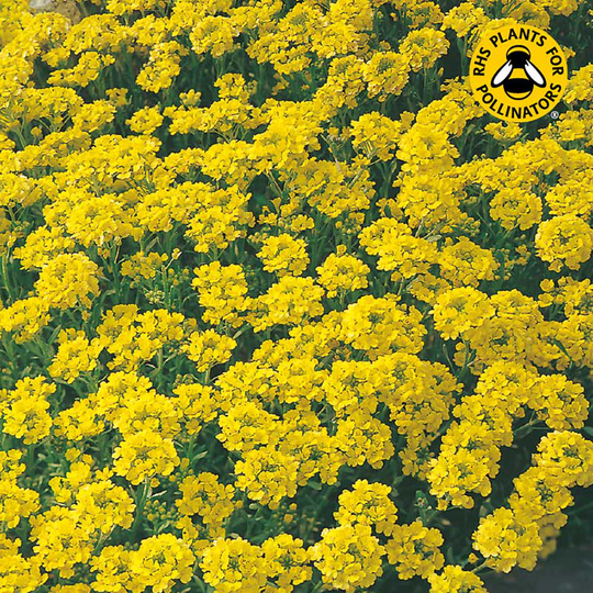 Praktstenört 'Gold Dust'