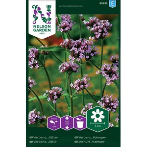 Fröer Nelson Garden Jätteverbena