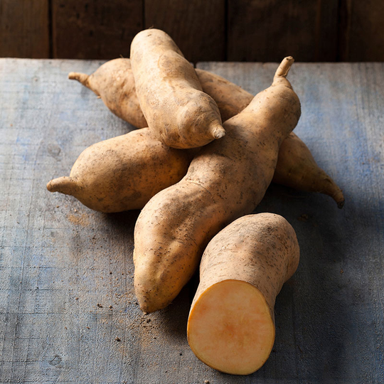 Sötpotatis 'Vineland Sunrise', ekologisk 3-pack
