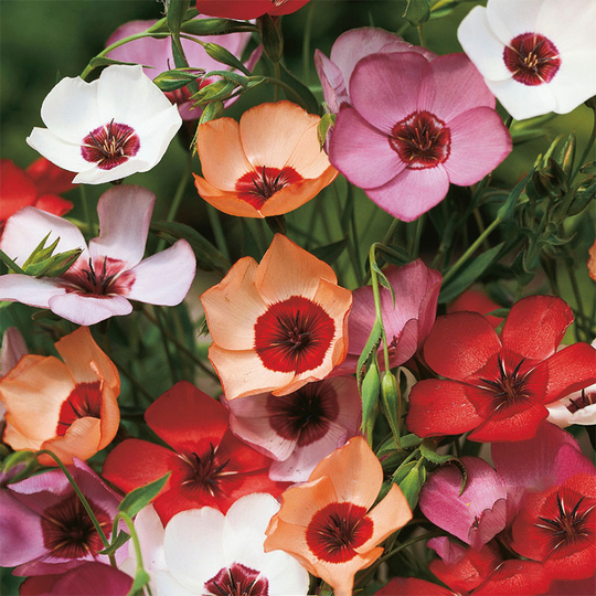 Blomsterlin 'Charmer Mix'