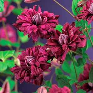 Klematis 'Purpurea Plena Elegans' 3-pack