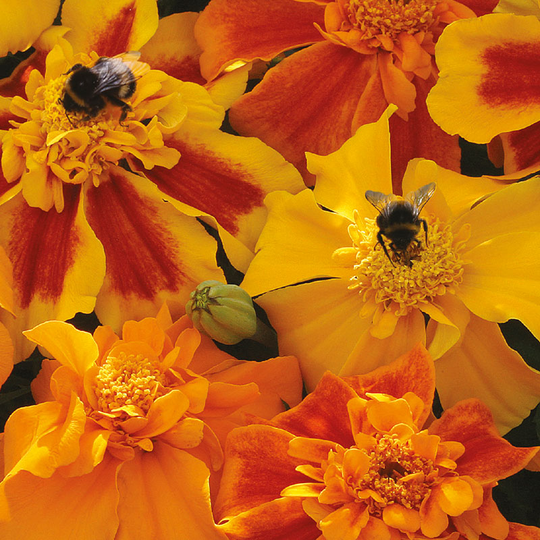 Stor hybridtagetes 'Sunburst Mixed'