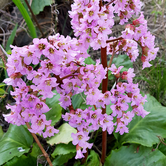 Hjärtbergenia 'Möja', 3-pack