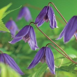 Klematis 'Helsingborg' 3-pack