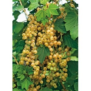 Gulvita vinbär 'Holländska' stam, 40-60 cm 5-pack