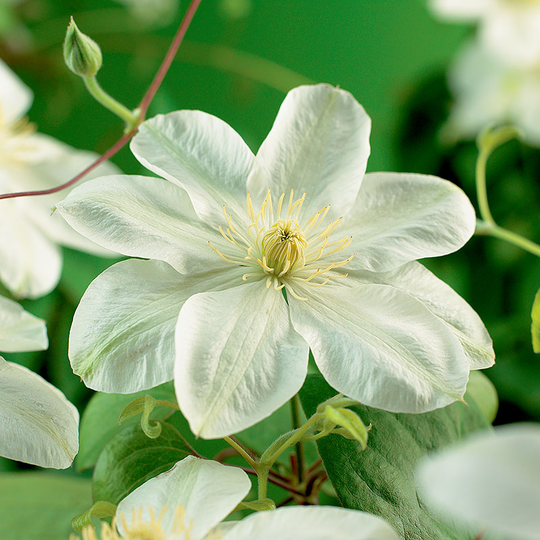 Klematis 'Guernsey Cream'