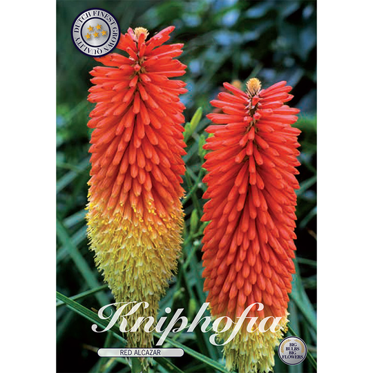 Rabattfackellilja 'Red Alcazar'
