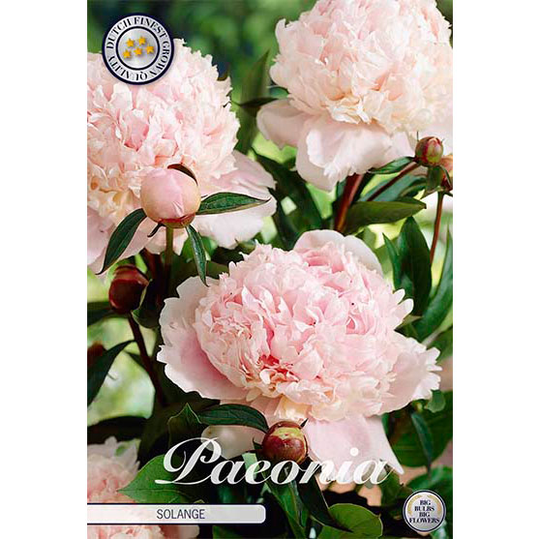Luktpion 'Solange'