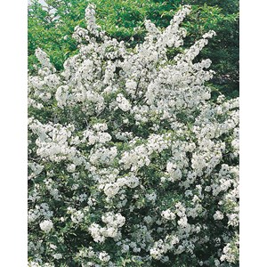 Bukettapel 'Sargentii' 30-50 cm 100-pack