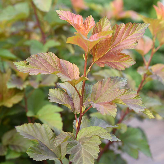 Smällspirea 'Amber Jubilee', 1-pack