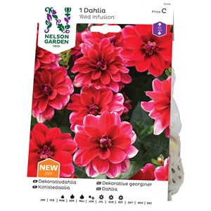 Vårlök Nelson Garden Dekorativdahlia Red Infusion Låg, Röd