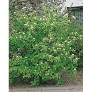 Korallkornell 'Sibirica' CO 1-pack