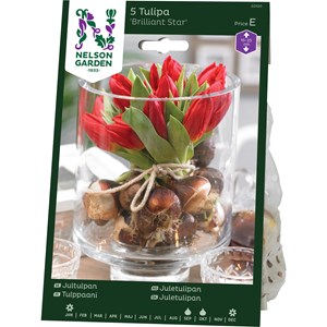 Höstlök Nelson Garden Tidig Enkel Tulpan Brilliant Star Röd