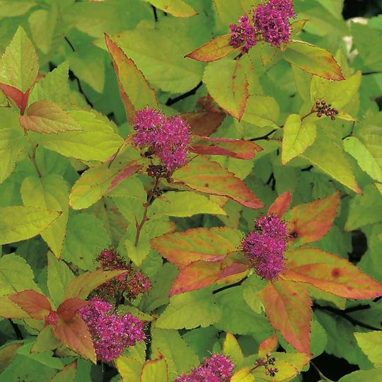 Praktspiraea 'Firelight', 1-pack