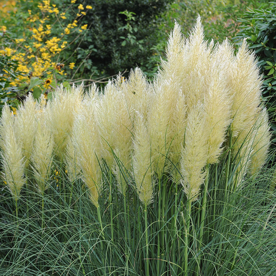 Pampasgräs 'Pumila' 2L, 2-pack