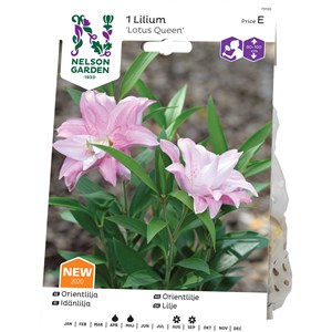 Vårlök Nelson Garden Orientalisk lilja Lotus Queen Dubbel, Rosa