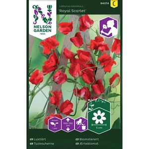Fröer Nelson Garden Luktärt Royal Scarlet Röd