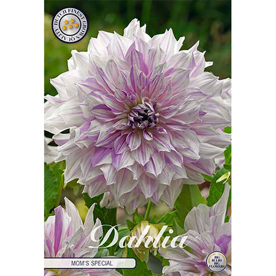 Dekorativdahlia 'Mom's Special'