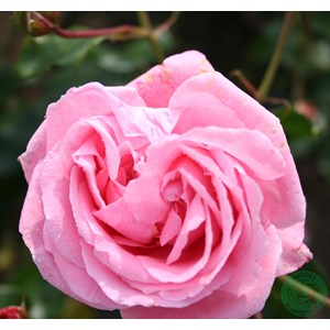 Storblommig klätterros 'Coral Dawn', 1-pack