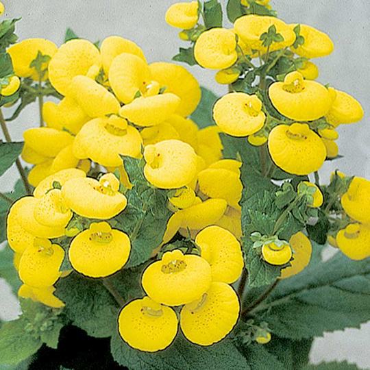 Stor busktoffel 'Golden Bunch' F1