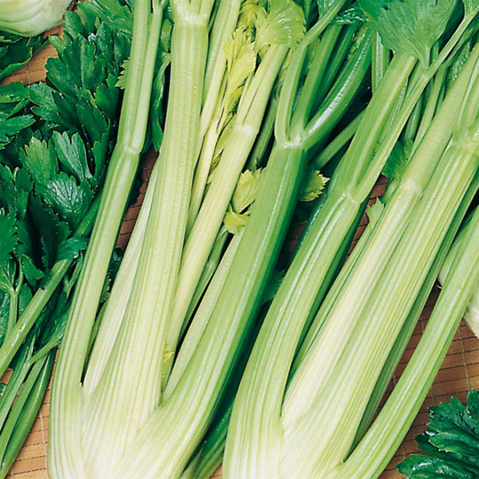 Blekselleri 'Green Sleeves'