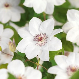Klematis 'Miss Bateman' 3-pack