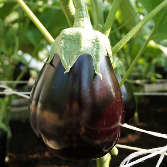 Aubergine 'Agata' F1