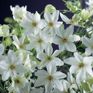 Klematis 'Joe' 1-pack