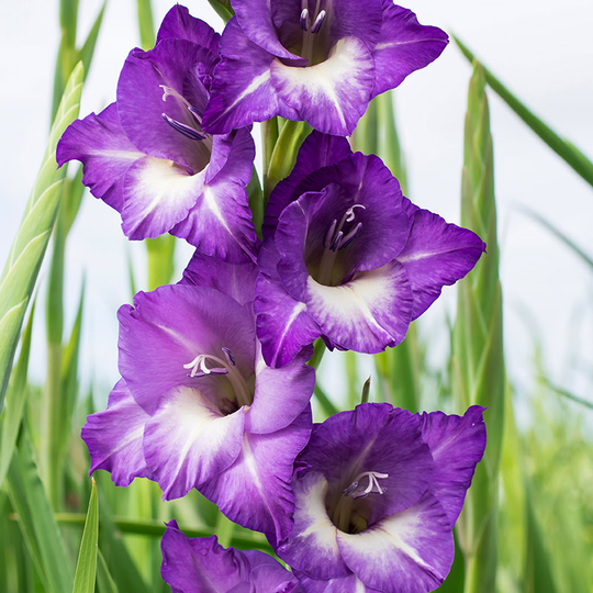 Gladiol 'Nori'
