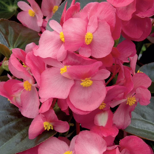 Sommarbegonia 'Oreb H'