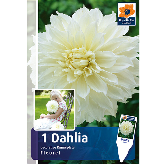Dekorativdahlia 'Fleurel'
